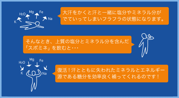 スポミネとは